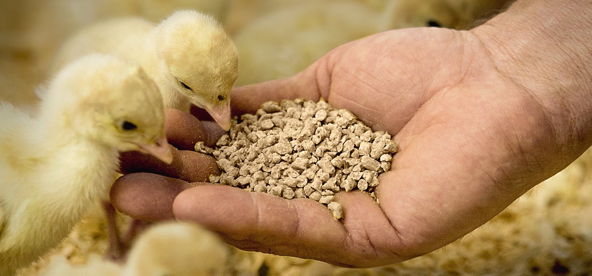 BASF, Cargill expand partnership for animal nutrition business
