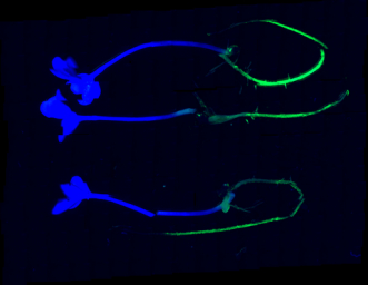 BioConsortia appoints Mosaic as distributor for microbial biostimulant in Asia