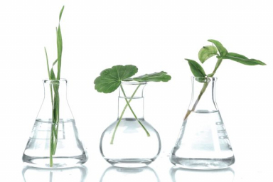 LANXESS Flavors & Fragrances offers sustainable alternative for every product by 2023