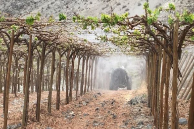 Sumitomo invests in Chilean biocontrol company 'Bio Insumos Nativa'