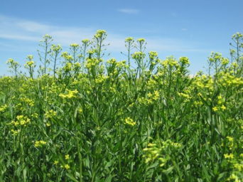 Bayer acquires Camelina assets from Smart Earth Camelina to advance biofuels