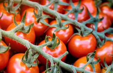 BASF launches xarvio Field Manager for fruits and veggies