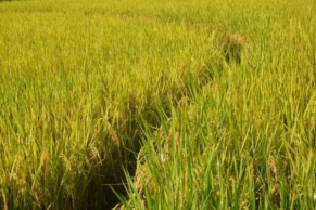 BASF India launches Valexio and Mibelya for rice crop