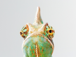 Borouge launches “Chameleon” elastomer to boost flexibility & processing efficiency