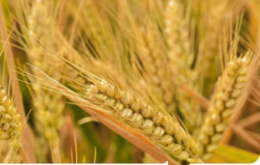 ADAMA launches Actagon herbicide in India as resistance puts wheat weed control under pressure