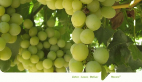 ADAMA launches Rexaro fungicide in India to strengthen disease control in specialty crops