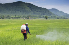 Syngenta, Kyoyu Agri partner to launch new Asian rice herbicide