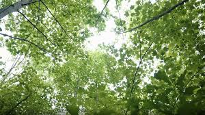 Sustainability